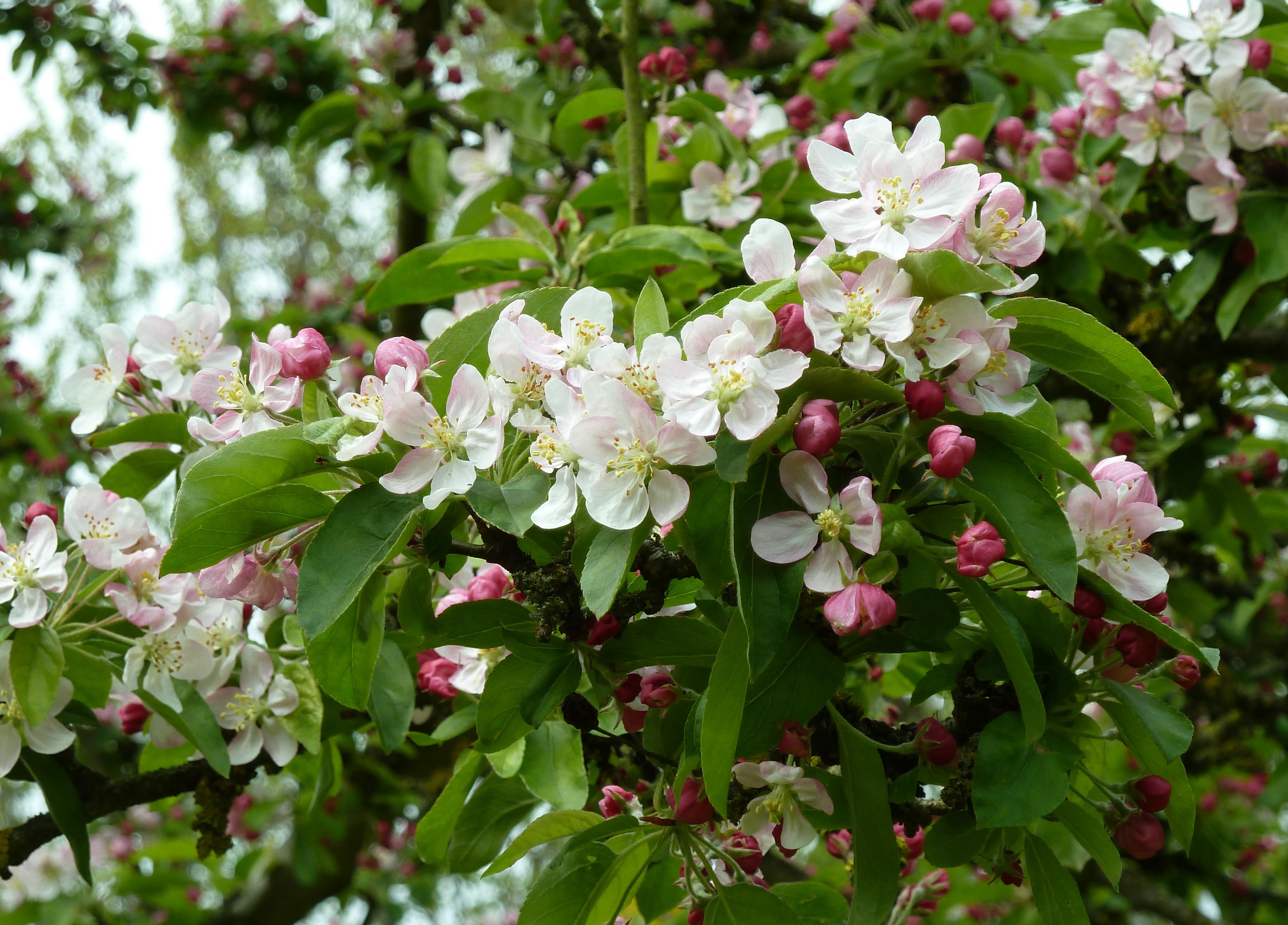 Apple Blossom